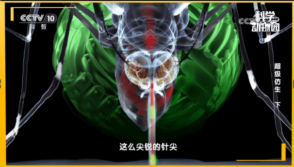 成人直播