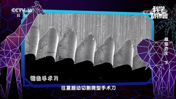 成人直播