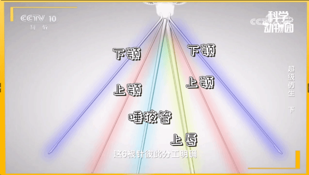 成人直播
